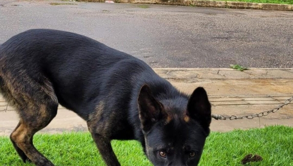 Cachorro que seria trocado por drogas em boca de fumo é resgatado em Rio Branco por policiais